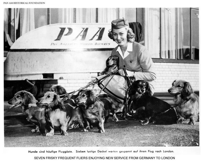 A group of dachshunds enjoy new Pan Am service from Germany to London